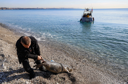Antalya'nın Konyaaltı sahili açıklarında ölü yavru Akdeniz foku bulundu