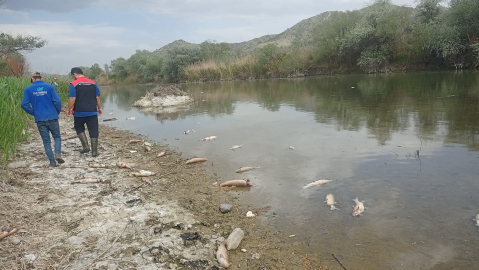 Çorum'da Kızılırmak Nehri'nde balık ölümleri