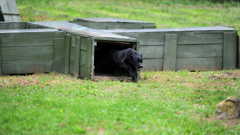 TSK'nın 'kahraman köpekleri', 2 yıl boyunca 8 farklı branşta eğitiliyor / Ek fotoğraflar