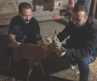 Gaziantep’te köpeklerin saldırığı karaca tedaviye alındı