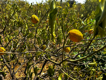 Mersin'de 1000 dönümlük limon bahçesi, susuzluktan kurudu