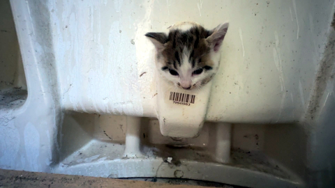 İstanbul - Avcılar’da başı lavabo deliğine sıkışan yavru kediyi itfaiye kurtardı