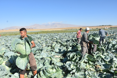 Türkiye’nin lahana üretiminin yüzde 20’sini karşılayan Niğde’de hasat zamanı