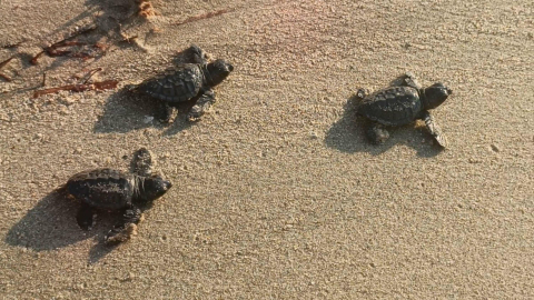 Aydın ve İzmir’de 9 yuvadan çıkan 469 caretta caretta yavrusu, denizle buluştu