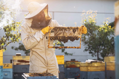 Kraliçe arıyı uzun yaşatan Arı Sütü, insanlar için de sağlık kalkanı